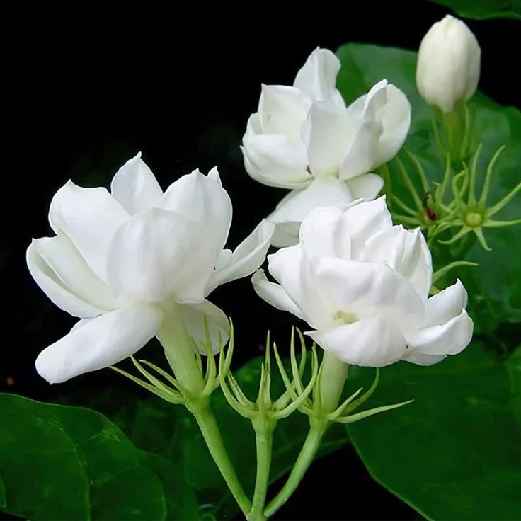 10 เมล็ด ดอกมะลิ Jasmine Flower Seeds