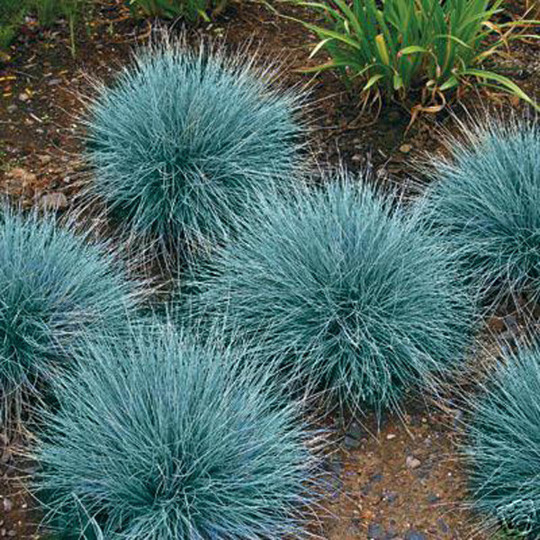 50 เมล็ด หญ้าบลูเฟสคิว Festuca glauca Elijah Blue Blue Fescue หญ้าสีฟ้าใช้ประดับตกแต่งสวน