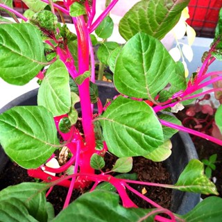 500 เมล็ด เมล็ดพันธุ์ ผักโขม ผักขม Amaranthus Seeds สายพันธุ…