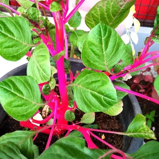 500 เมล็ด ผักโขม ผักขม Amaranthus Seeds สายพันธุ์ ผักโขมก้านชมพู