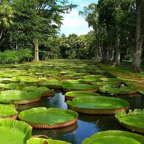 5 เมล็ด บัวกระด้ง บัววิกตอเรีย Victoria waterlily Seeds