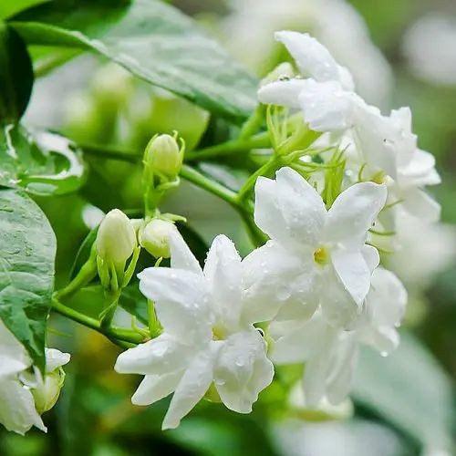 10 เมล็ด ดอกมะลิ ดอกไม้มีกลิ่นหอม Jasmine Seeds