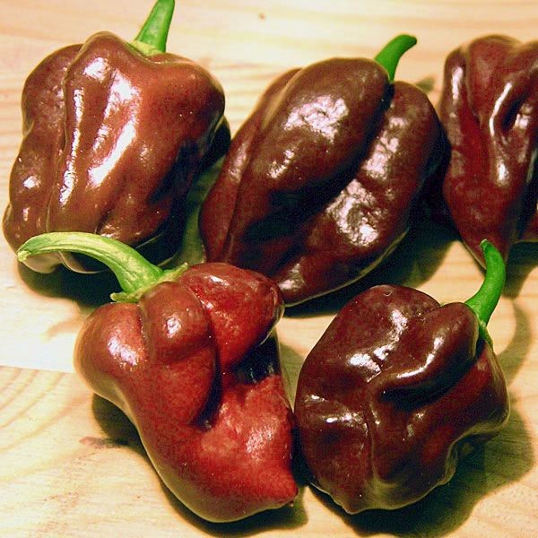 20 เมล็ด พริก Chili pepper Seeds สายพันธุ์ Chocolate Habanero