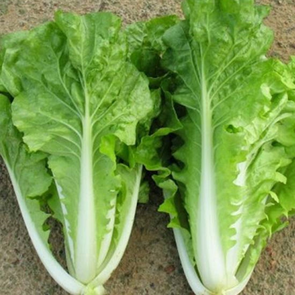 500 เมล็ด ผักกาดขาว ผักกาด แปะฉ่าย แปะฉ่ายลุ้ย Napa Cabbage Seeds Non-GMO สายพันธุ์ ผักกาดขาว นวลมณี