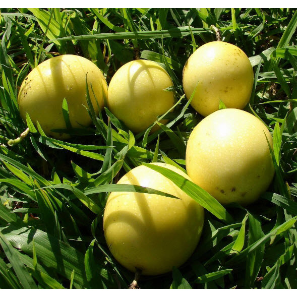 20 เมล็ด เสาวรส สายพันธุ์ผลสีเหลือง พันธุ์หวาน