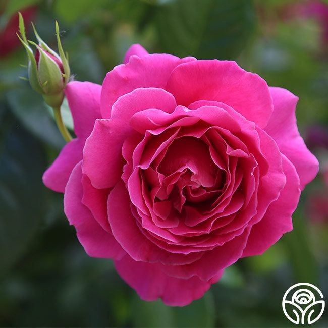 15 เมล็ด กุหลาบ Rose Seeds สายพันธุ์ Pretty Lady Rose