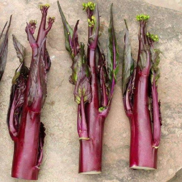 100 เมล็ด เมล็ดพันธุ์ กวางตุ้งก้านแดง Red Choy Sum Seeds