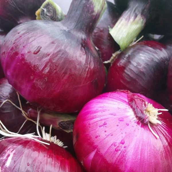 30 เมล็ด หัวหอม Onion Seed สายพันธุ์ Red Candy Apple Onion