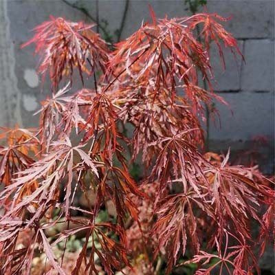 10 เมล็ด Maple (เมเปิล) ต้นใบสี สัญลักษณ์แห่งการบอกรัก Bonsai Seeds สายพันธุ์ Orangeola Japanese Map