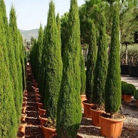 10 เมล็ด สนเมดิเตอเรเนียน ไซเปรส Cupressus sempervirens Mediterranean cypress Seeds