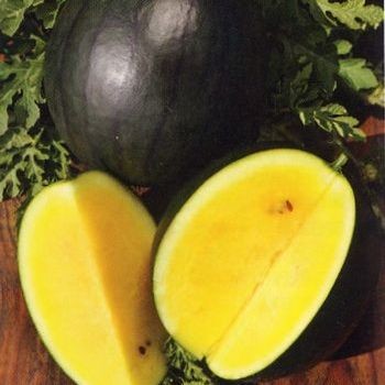 10 เมล็ด แตงโมไร้เมล็ด ผลไม้รสชาติหวาน กรอบ อร่อย พันธุ์นอก Watermelon Seedless Seeds สายพันธุ์ Janosik Yellow