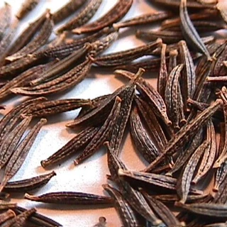 100 เมล็ด ดาวกระจาย คำแพ คำเมืองไหล คอสมอส ดาวเรืองพม่า Cosmos Seeds ดอกสีแดงเลือดหมู