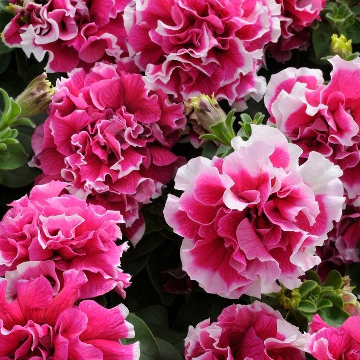 100 เมล็ด พิทูเนีย Petunia Grandiflora สายพันธุ์ Rose Double
