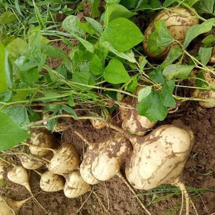 20 เมล็ด เมล็ดผัก มันแกว เมล็ดพันธุ์มันสะเภา สวนครัว Jicama Vegetable Seeds