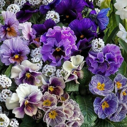 100 เมล็ด ดอกหน้าแมว สายพันธุ์ฝรั่งเศส ดอกแพนซี่ Pansy Seeds ดอกไม้กินได้ สายพันธุ์ Mixed
