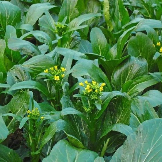 2300 เมล็ด กวางตุ้งดอกต้นขาว ขาวนวล Chinese flowering cabbage