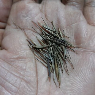 100 เมล็ด ดาวกระจาย คำแพ คำเมืองไหล คอสมอส ดาวเรืองพม่า Cosmos Seeds ดอกสีแดงเลือดหมู