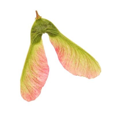 10 เมล็ด ต้นเมเปิ้ลญี่ปุ่น ไม้ประดับ ไม้บอนไซ Japanese Maple Seeds สายพันธุ์ Orange Dream Japanese