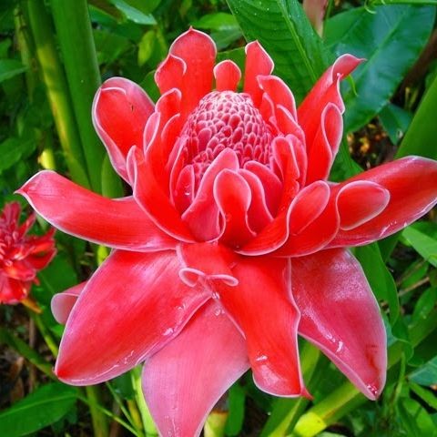 10 เมล็ด ดาหลา ดาหลาพันธุ์ตรัง กาหลา ดาหลา ดาหลาขาว Torch ginger