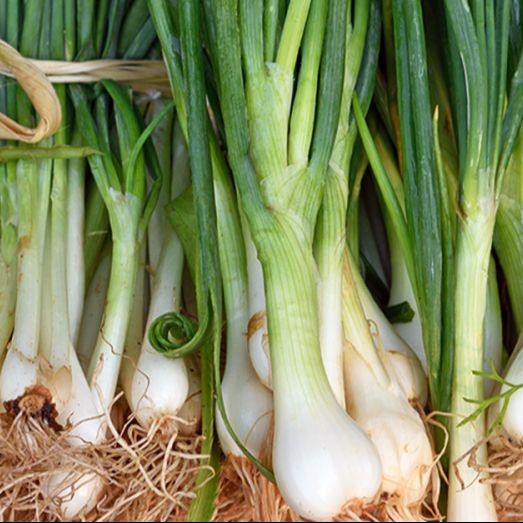 100 เมล็ด ต้นหอมแบ่ง ต้นหอมขาว หอมต้น หอมนวล หอมแบ่ง spring onion