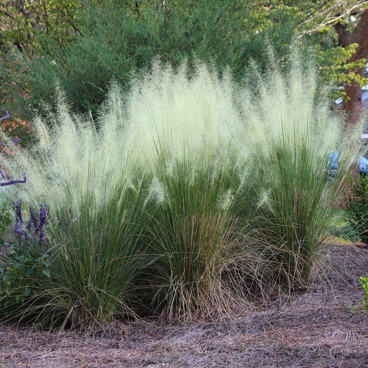 50 เมล็ด หญ้าเมฆ สีขาว Cloud grass
