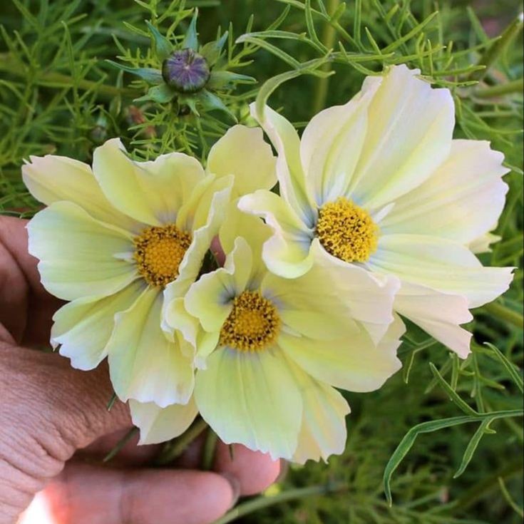 100 เมล็ด ดาวกระจาย คำแพ คำเมืองไหล คอสมอส ดาวเรืองพม่า Cosmos Seeds ดอกสีเหลืองอ่อน