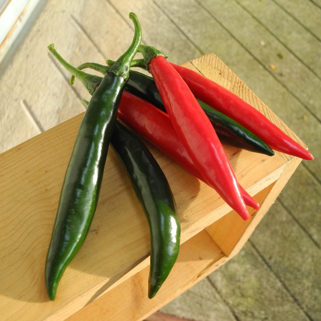 50 เมล็ด เมล็ดพันธุ์ พริกแด้ พริกแต้ พริกนก พริกแจว Pepper Seeds สายพันธุ์ พริกมันบางช้าง