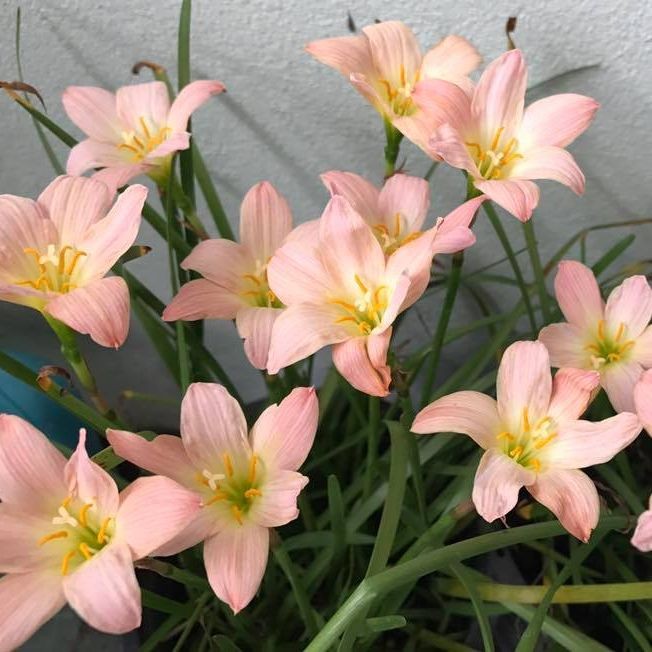 10 เมล็ด บัวดิน บัวสวรรค์ บัวดิน บัวฝรั่ง บัวจีน Zephyr Flower Seeds พริ้งแพร