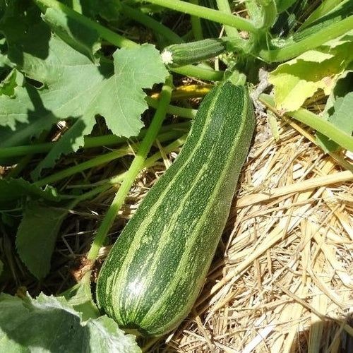 10 เมล็ด เมล็ดพันธุ์ ซูกินี บวบฝรั่ง คอร์เกตต์ (courgette) Zucchini Seeds สายพันธุ์ Cocozelle Zucchi