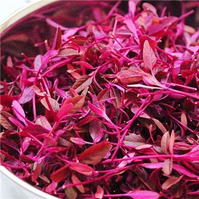 100 เมล็ด เมล็ดพันธุ์ ต้นอ่อน ผักโขมแดง ไมโครกรีน Red Amaranth Microgreen Seeds