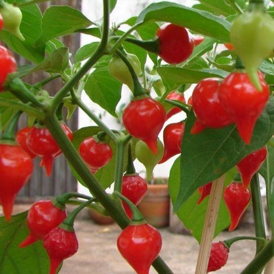 10 เมล็ด พริก พริกแต้ พริกนก พริกแจว Non-GMO Pepper Seeds สายพันธุ์ Biquinho Sweety Drop