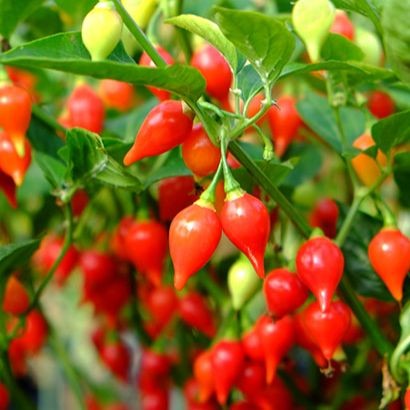 15 เมล็ด พริก โตไว ให้ผลเร็ว ปลูกได้ทุกฤดู chilli pepper seeds สายพันธุ์ Biquinho RED Pepper