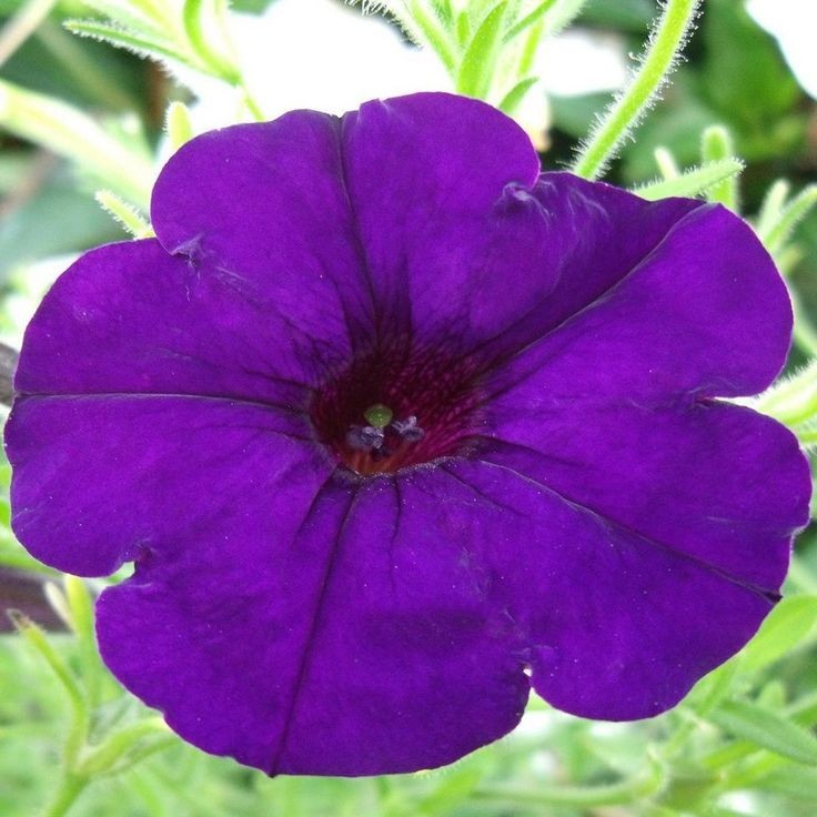 100 เมล็ด พิทูเนีย Petunia Grandiflora สายพันธุ์ F1 Limbo Deep Purple