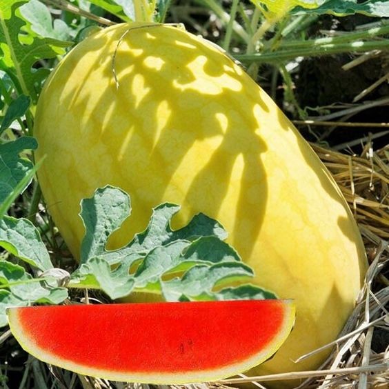 10 เมล็ด แตงโม แตงโมไร้เมล็ด ผลไม้ ผลไม้ปลอดสารพิษ Watermelon Seeds สายพันธุ์ Golden King