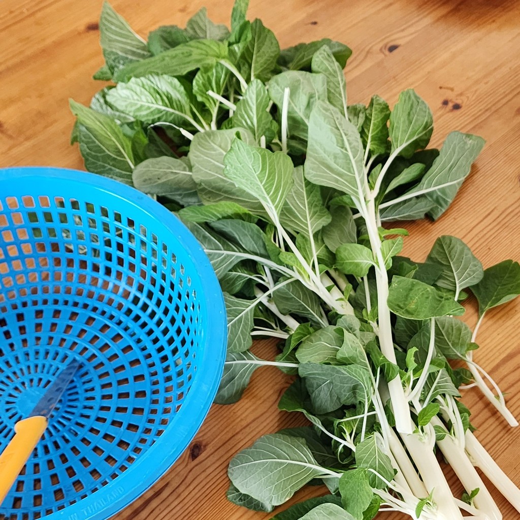 300 เมล็ด ผักโขม ผักขม Amaranthus Seeds Non-GMO สายพันธุ์ ผักโขมแก้ว