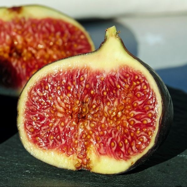 15 เมล็ด มะเดื่อฝรั่ง ลูกฟิก Figs Fruit Seeds สายพันธุ์ Hardy chicago