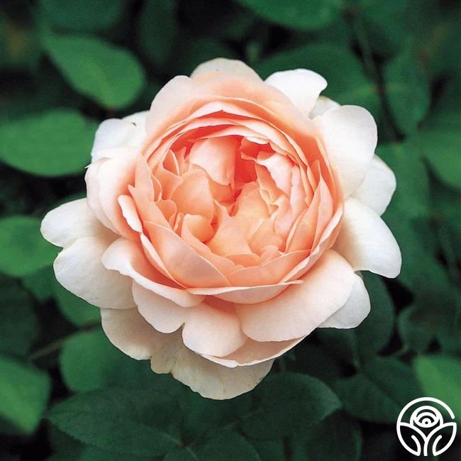 15 เมล็ด กุหลาบ Rose Seeds สายพันธุ์ Ambridge Rose