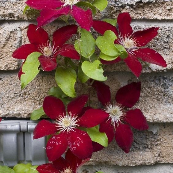 30 เมล็ด คำปองน้อย เคล็มแม็ททิส ราชินีแห่งไม้เลื้อย Clematis Flower Seeds สายพันธุ์ Rebecca