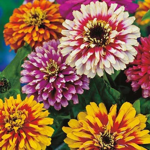 50 เมล็ด บานชื่น บานชื่นซ้อน Zinnia Seeds สายพันธุ์ Whirlygig Mix
