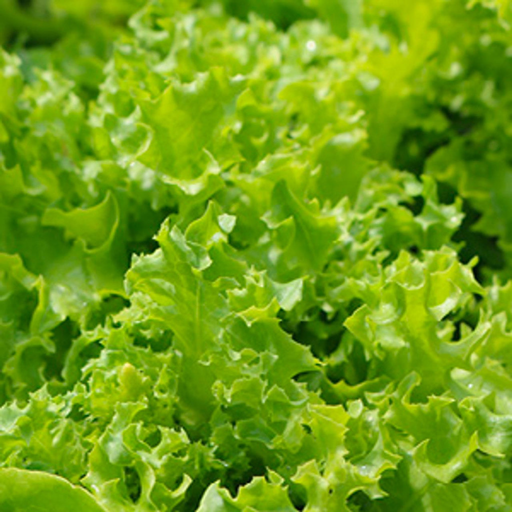 100 เมล็ด ผักสลัด สวนครัว เหมาะแก่การทำสวน Lettuce Vegetable Seeds สายพันธุ์ Tango Lettuce