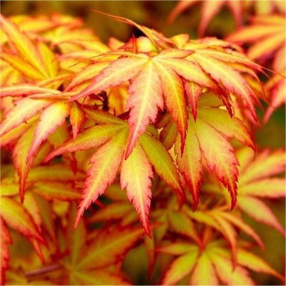 10 เมล็ด ต้นเมเปิ้ลญี่ปุ่น ไม้ประดับ ไม้บอนไซ Japanese Maple Seeds สายพันธุ์ Orange Dream Japanese
