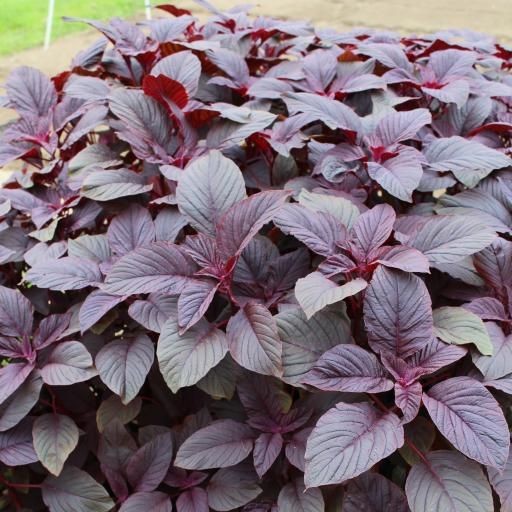 500 เมล็ด ผักโขม ผักขม Amaranthus Seeds สายพันธุ์ ผักโขมแดงอเมริกา Red Garnet Amaranth