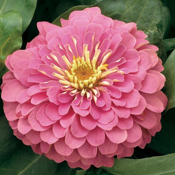 100 เมล็ด บานชื่น บานชื่นฝรั่ง Zinnia Seeds สายพันธุ์ Pink Zinnia
