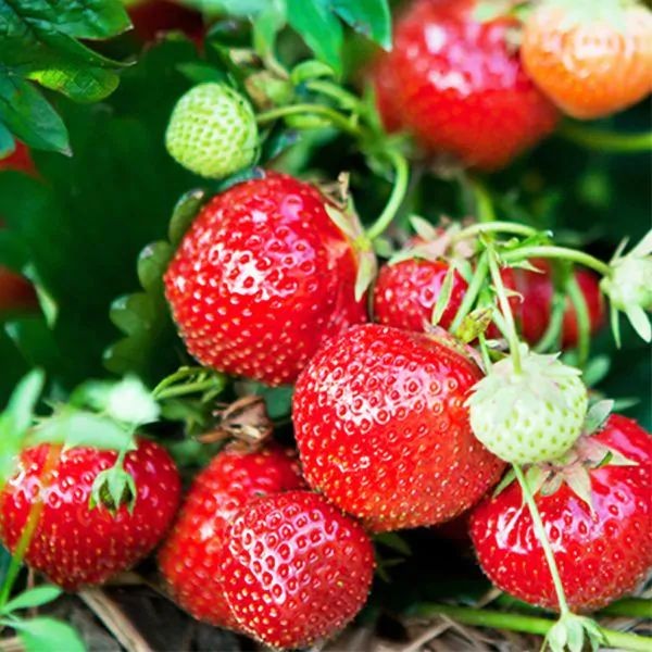 25 เมล็ด สตรอว์เบอร์รี สตรอเบอรี่ Strawberry Seeds สายพันธุ์ Eversweet