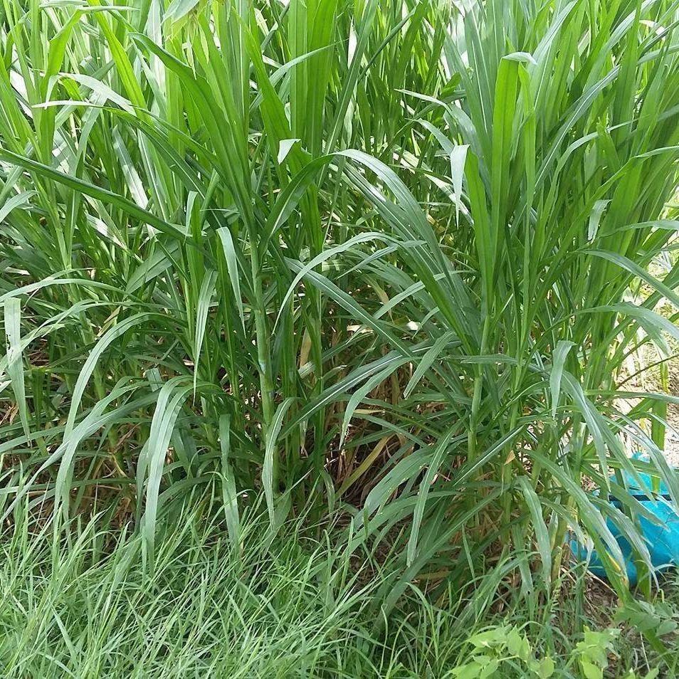 500 เมล็ด หญ้าเนเปียร์ ปรับหน้าดิน และ อาหารสัตว์ Napier Grass Seeds
