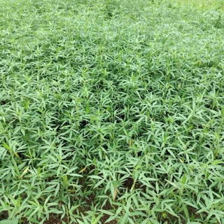 1500 เมล็ด ต้นถั่ว ถั่วเลี้ยงสัตว์ อาหารสัตว์ ถั่วฮามาต้า Hamata Stylosanthes hamata cv verano