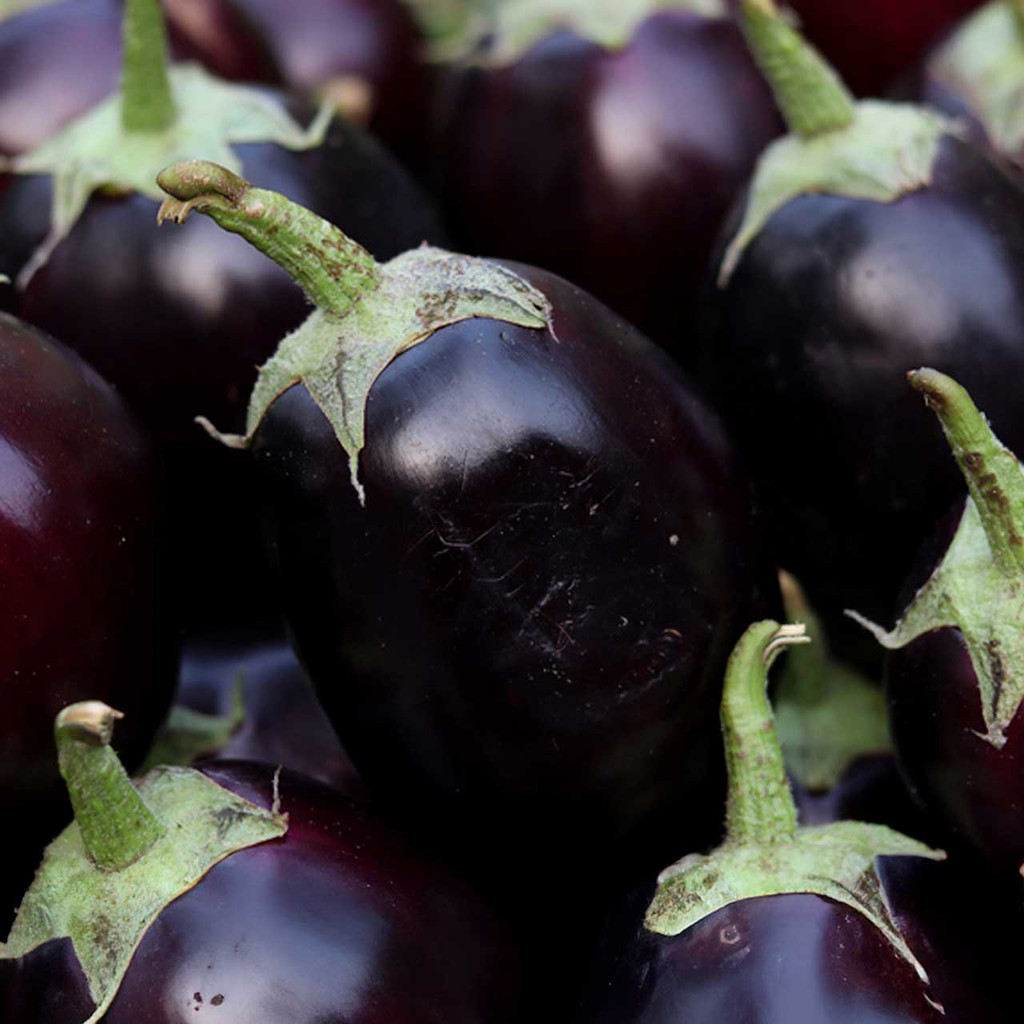 100 เมล็ด เมล็ดผัก มะเขือ สวนครัว ปลูกผักปลอดสาร Eggplant Vegetable Seeds สายพันธุ์ Mitoyo Eggplant