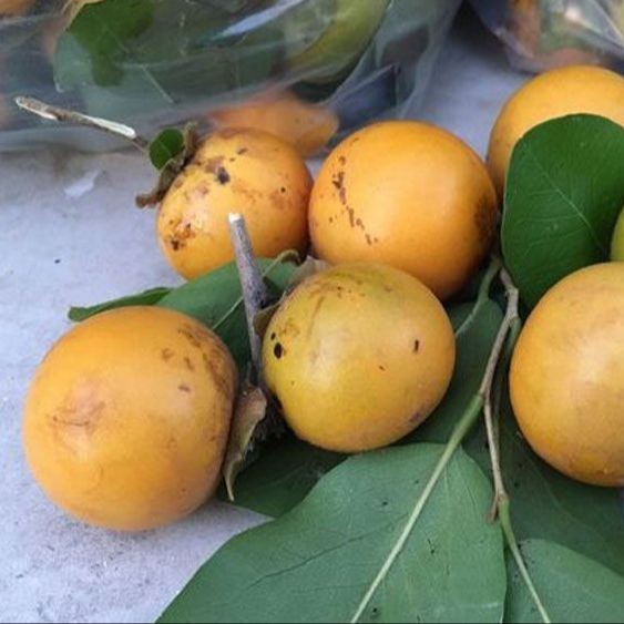 15 เมล็ด ตะโกนา ตะโก Fruit and Vegetable Seeds