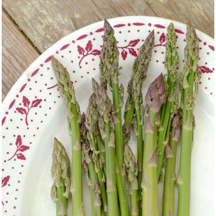 25 เมล็ด เมล็ดพันธุ์ หน่อไม้ฝรั่ง Asparagus Seeds เมล็ดผัก Non-GMO สายพันธุ์ Wild Asparagus