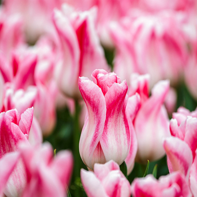 20 เมล็ด ทิวลิป ความรัก ความศรัทธา Tulip Seeds สายพันธุ์ Tulip Holland Chic